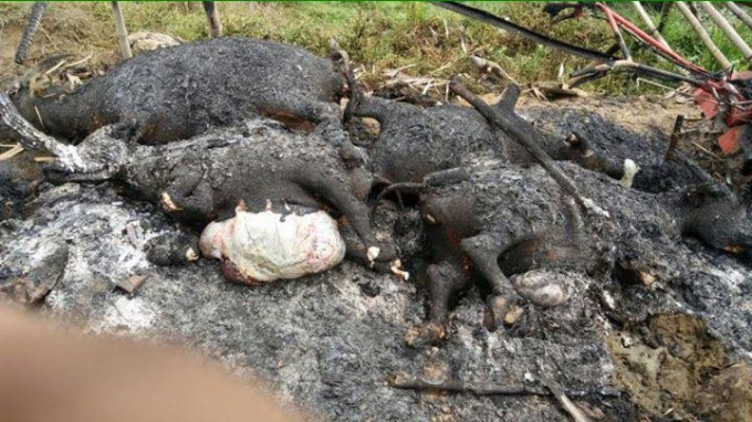 Đàn trâu bị sét đánh chết ở Hà Giang