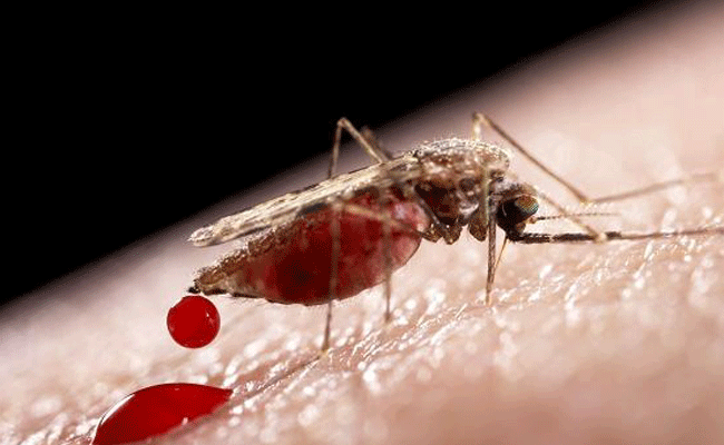 Người bị hôi chân, lâu tắm sẽ bị muỗi tấn công nhiều hơn 80% so với bình thường 