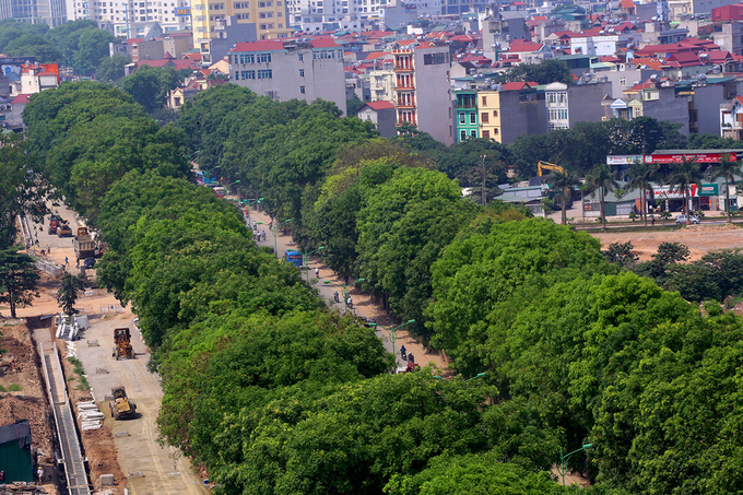 1300 cây xanh trên đường Phạm Văn Đồng sẽ bị chặt hạ