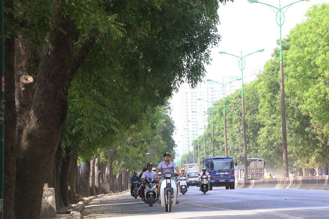 1300 cây xà cừ trên đường Phạm Văn Đồng