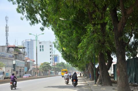 Chặt hạ cây xà cừ trên đường Phạm Văn Đồng
