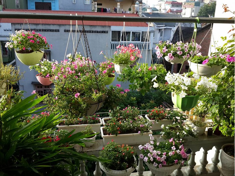 Vườn hoa ban công đẹp hết chỗ chê của bà mẹ 3 con ở Hà Nội 8