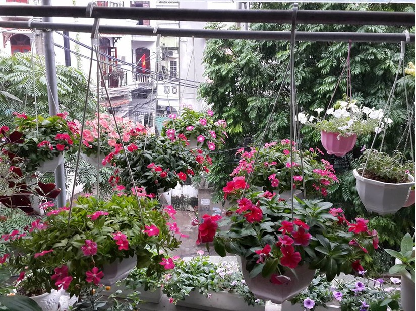 Vườn hoa ban công đẹp hết chỗ chê của bà mẹ 3 con ở Hà Nội 6