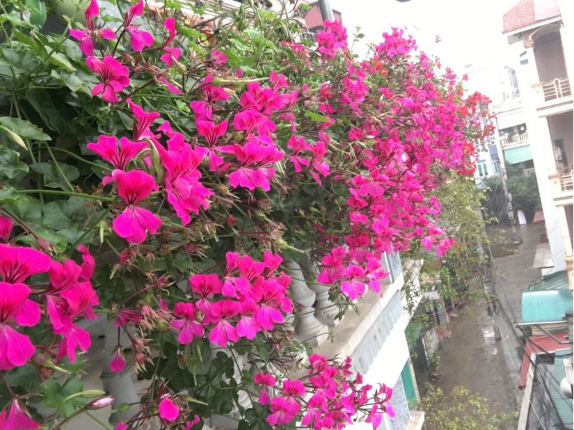 Vườn hoa ban công đẹp hết chỗ chê của bà mẹ 3 con ở Hà Nội 13