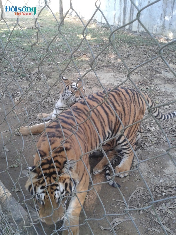 Trang trại nuôi hổ ở Thọ Xuân