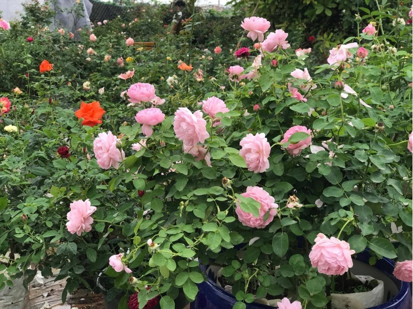 vườn hoa hồng ở Hà Nội8