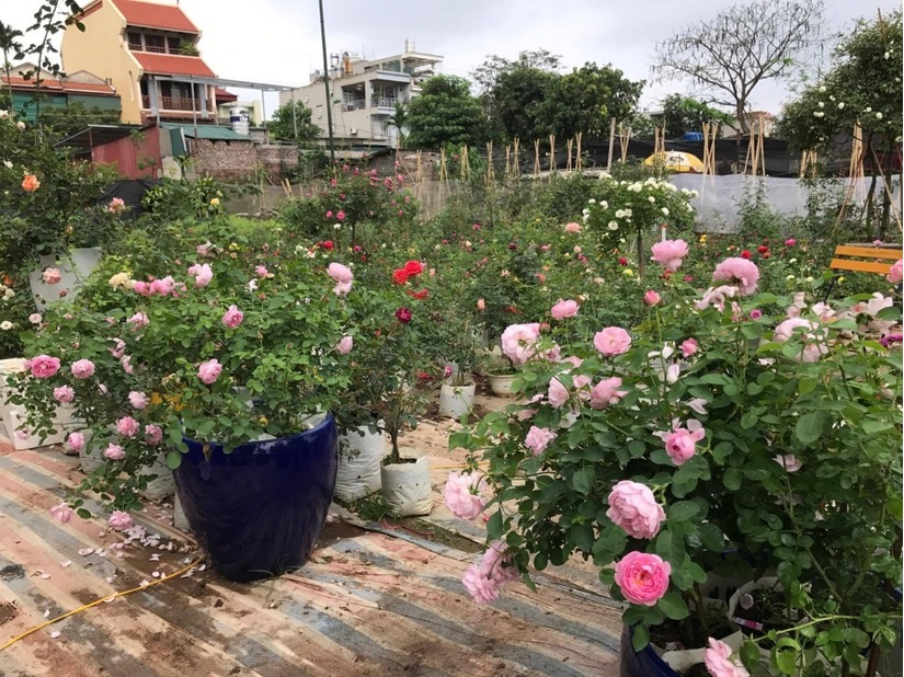 vườn hoa hồng ở Hà Nội9