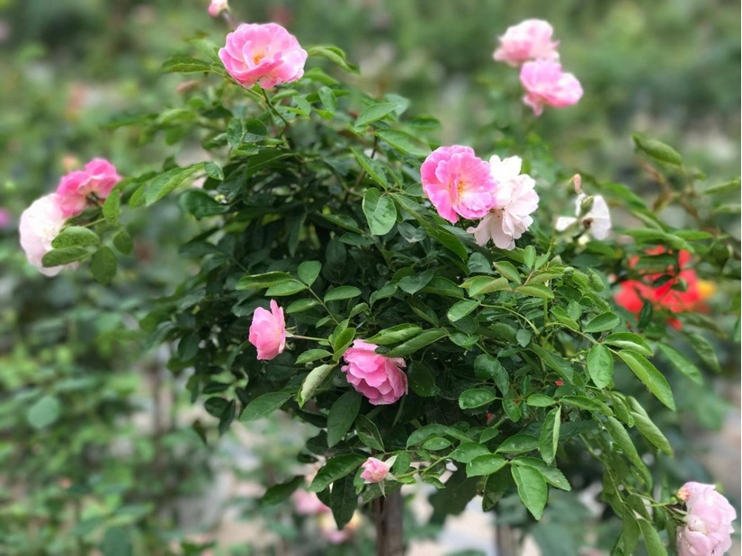 vườn hoa hồng ở Hà Nội10