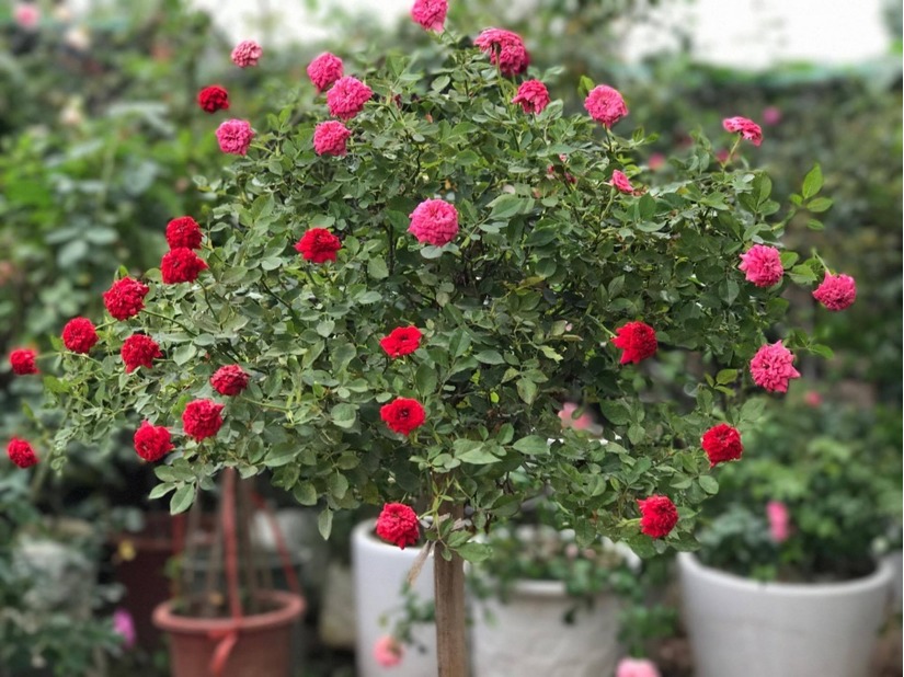 vườn hoa hồng ở Hà Nội13