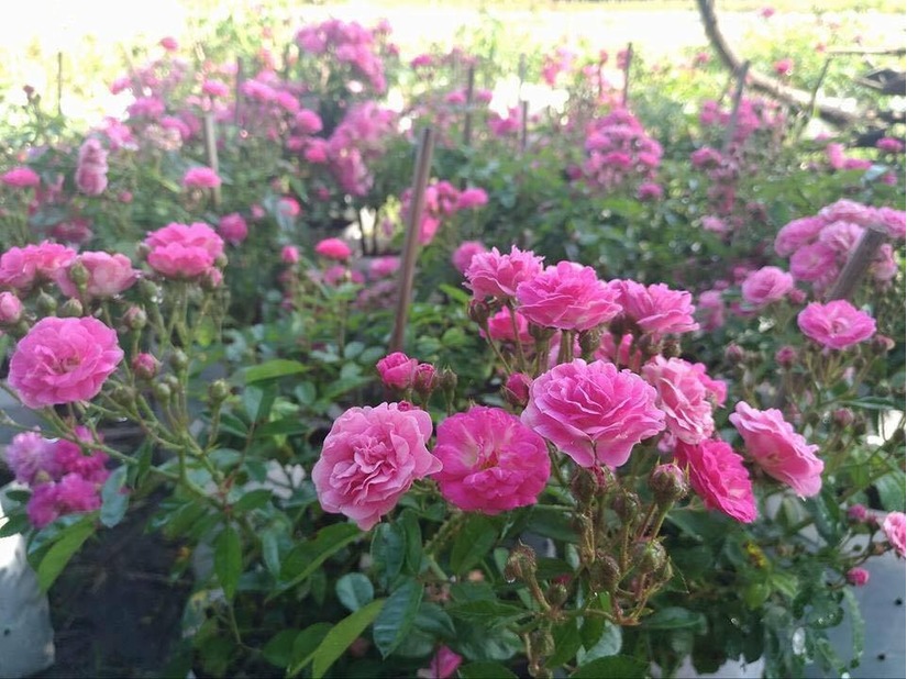 vườn hoa hồng ở Hà Nội14