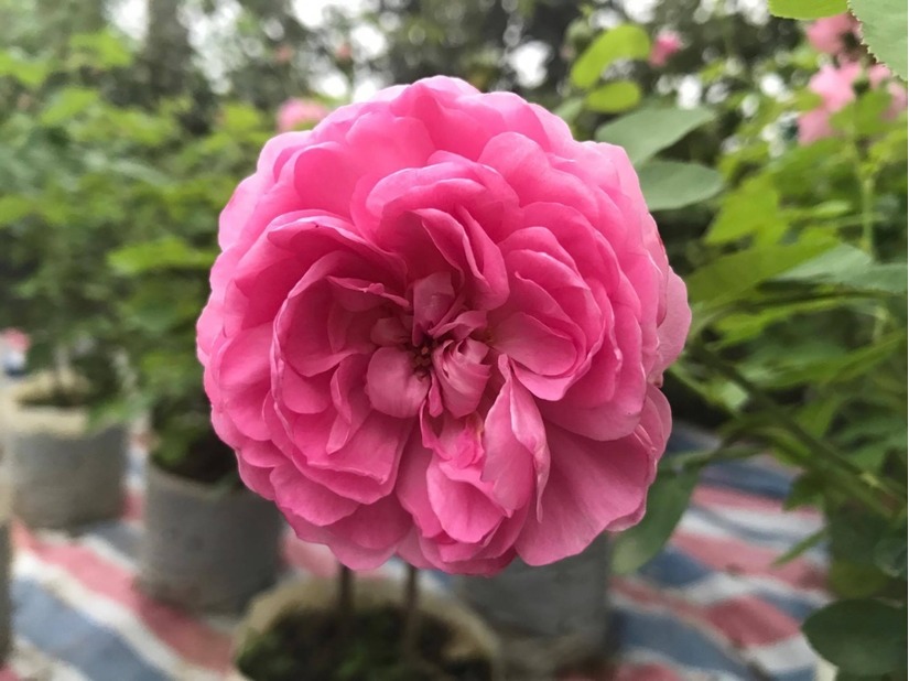 vườn hoa hồng ở Hà Nội15