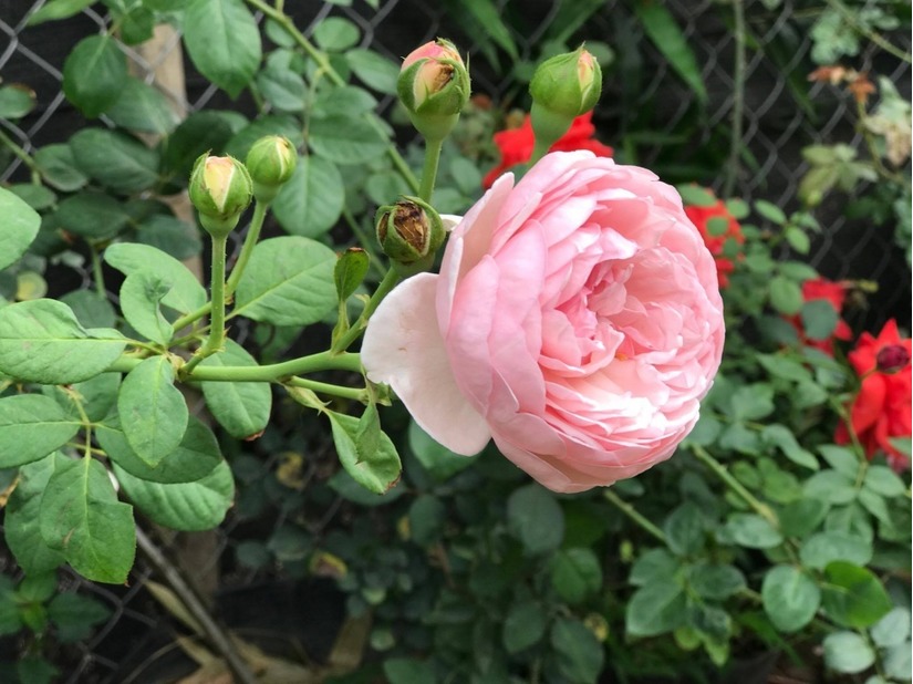 vườn hoa hồng ở Hà Nội16