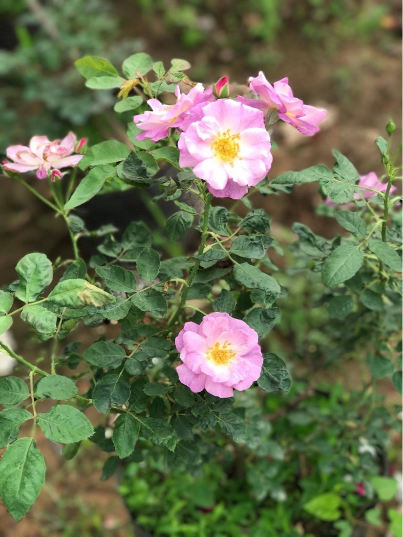 vườn hoa hồng ở Hà Nội17