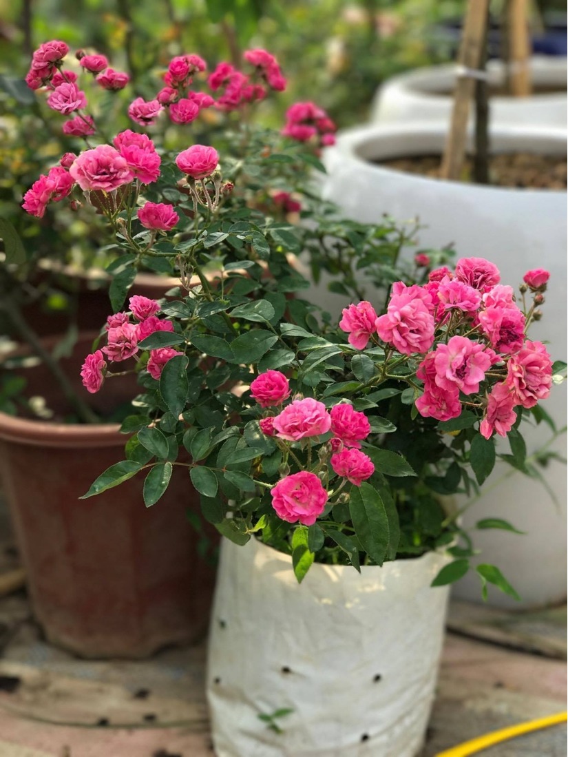 vườn hoa hồng ở Hà Nội18