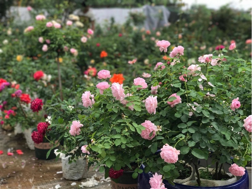 vườn hoa hồng ở Hà Nội19