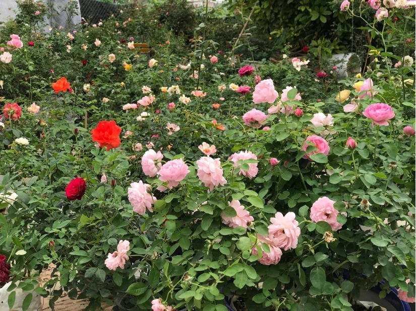 vườn hoa hồng ở Hà Nội4