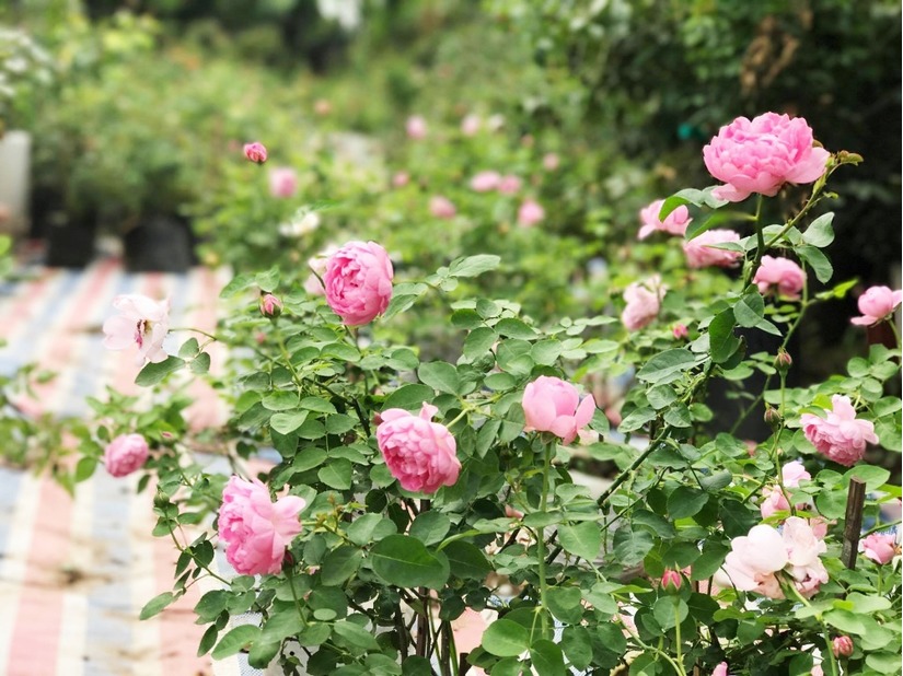 vườn hoa hồng ở Hà Nội5
