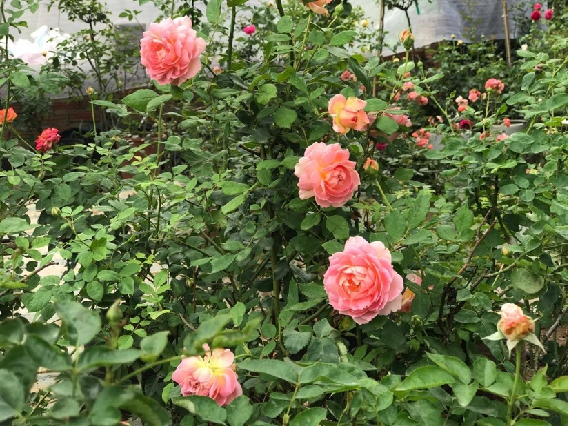 vườn hoa hồng ở Hà Nội6