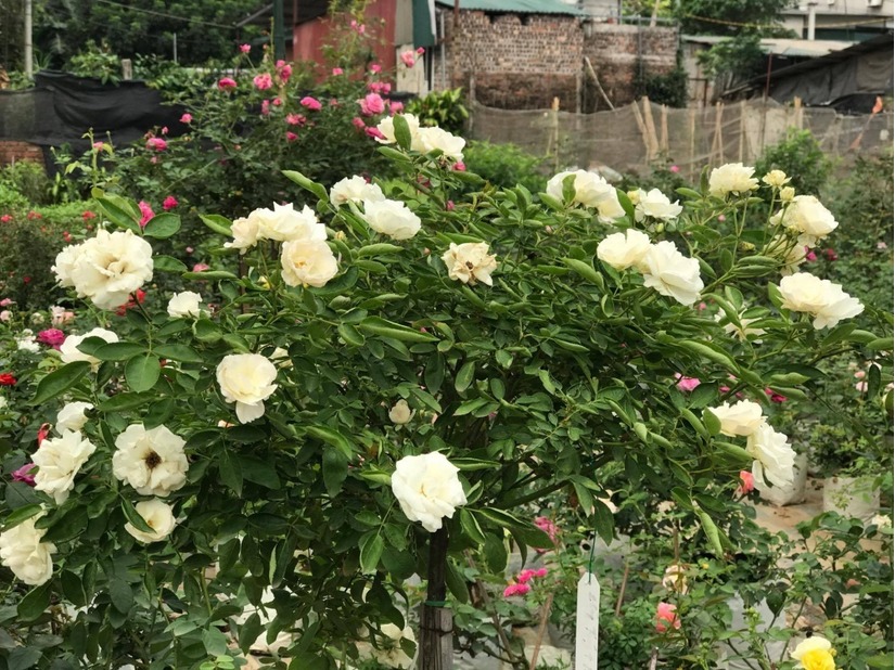 vườn hoa hồng ở Hà Nội6
