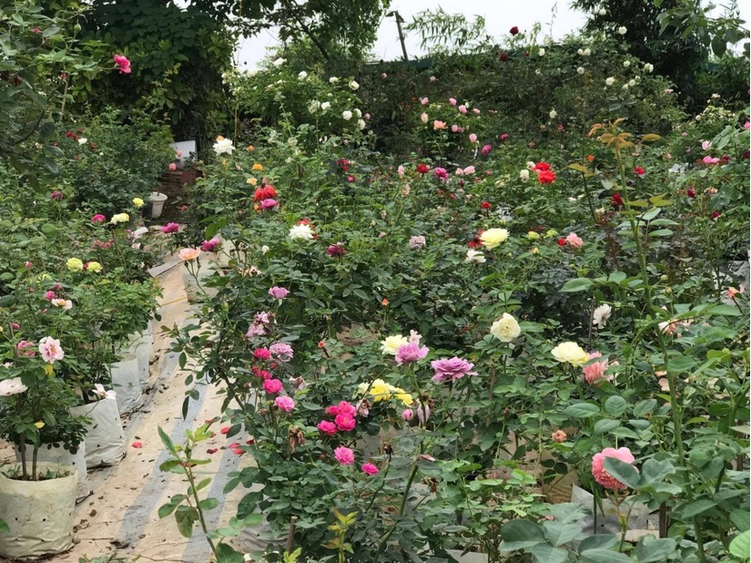 vườn hoa hồng ở Hà Nội7