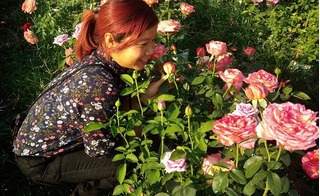 Ngắm vườn hồng ngoại và hồng cổ giá bạc tỉ nở rực rỡ giữa đất Hà Thành