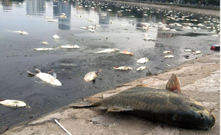Đúng 1 năm sau sự cố, xác cá chết lại nổi trắng hồ Hoàng Cầu