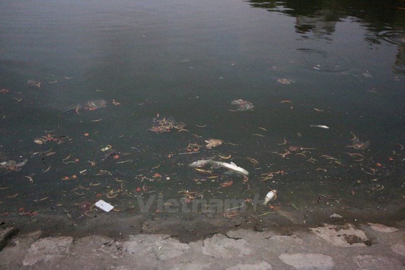 Cá chết hàng loạt ở hồ Hoàng Cầu 1