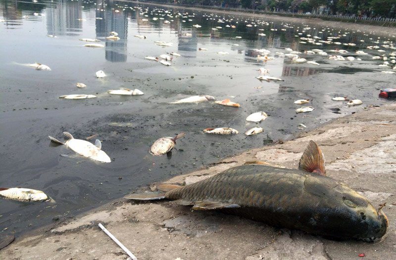 cá chết ở hồ Hoàng Cầu 3