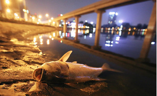 Quá bất ngờ khi biết nguyên nhân của vụ cá chết ở hồ Hoàng Cầu là do… sốc nhiệt