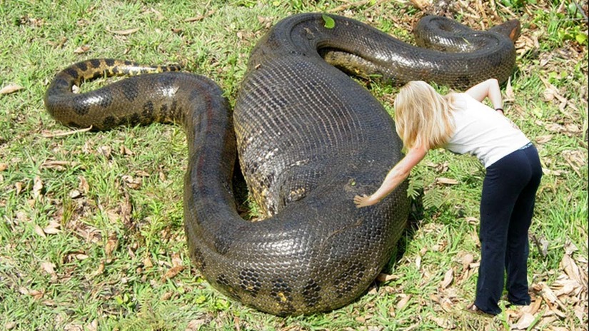 rắn vào nhà đẻ con 4