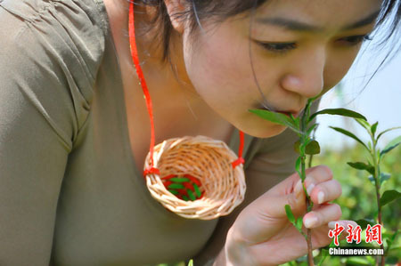 Một cô gái đang hái nguyên liệu làm trà Trinh Nữ. Ảnh: Chinanews