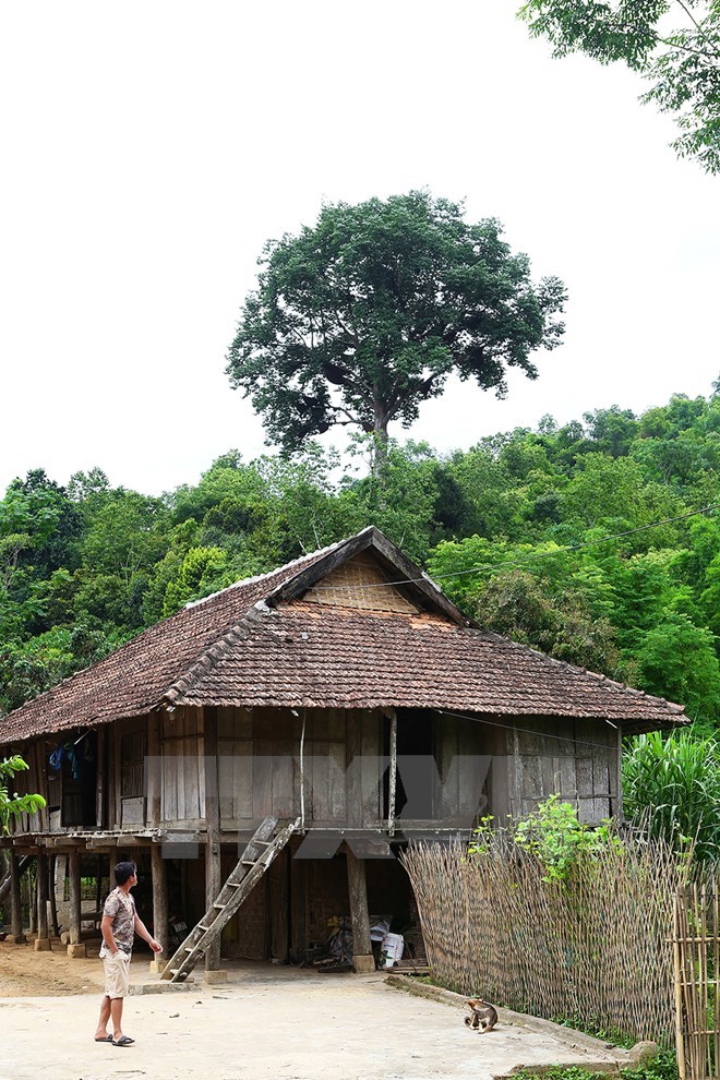 Cây tổ ong 7