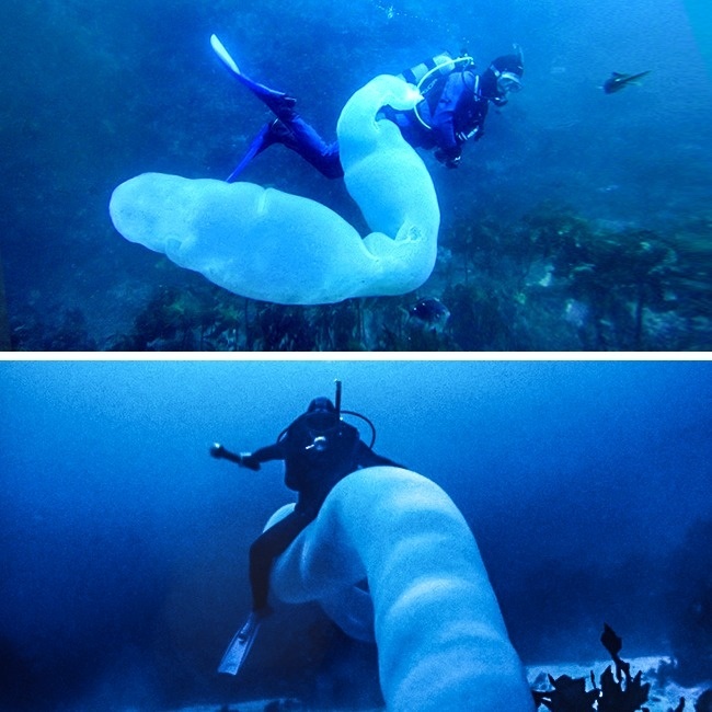 Loài giun khổng lồ dài 18m dưới biển. Ảnh: brightside