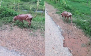 Hình ảnh con lợn gầy trơ xương lang thang gặm cỏ bên vệ đường gây xôn xao mạng xã hội