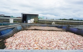 Chỉ sau 1 đêm, 50 tấn cá đã chết trắng bè 