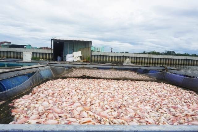 Cá chết hàng loạt ở sông Cổ Cò