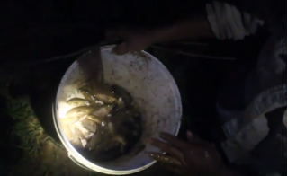 Clip sau trận mưa, người dân Hà Nội đào hố, bắt 10kg cá rô đồng trong 1 đêm 