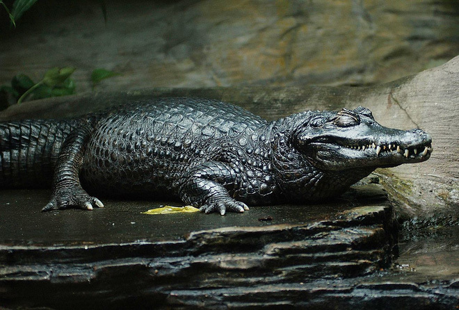 Cá sấu đen Caiman. Ảnh: Internet