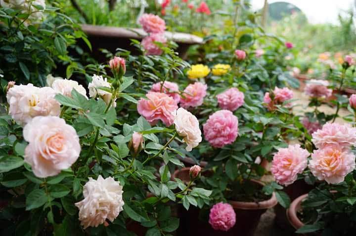 vườn hoa hồng