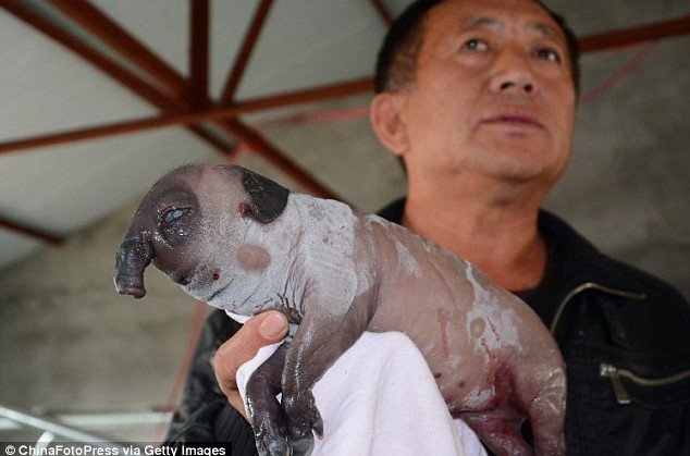 Chú lợn có vòi ở Trung Quốc. Ảnh: Getty