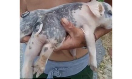 Chú lợn đột biến với 6 chân 2 đuôi ở tỉnh Cát Lâm (Trung Quốc). Ảnh: Weibo
