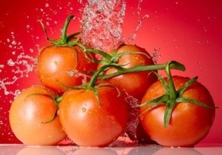 Phát hoảng với cà chua 