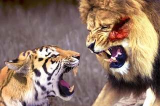 Những trận đại chiến khốc liệt giữa hổ và sư tử