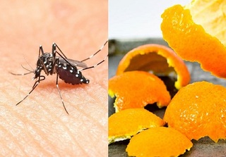 Dùng vỏ cam theo cách này, muỗi “tức tốc” bay ra khỏi nhà bạn mà chẳng lo ai bị sốt xuất huyết