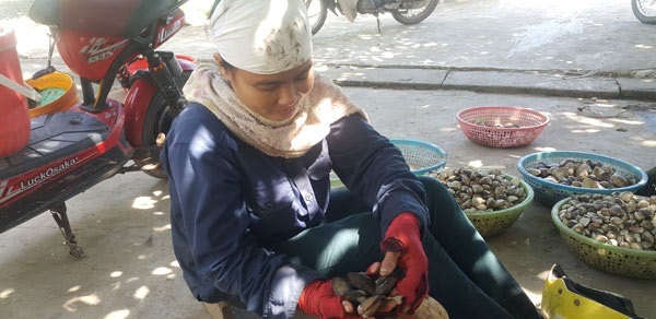 Đào sam đất ở Nam Định