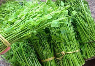 Rau rừng về phố, 200 nghìn/kg vẫn 