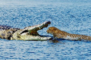 Những cuộc đại chiến khốc liệt giữa báo đốm và cá sấu