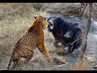 Trận đại chiến khốc liệt giữa gấu và hổ