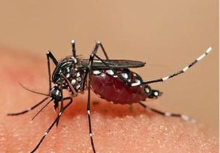 Chuyên gia dịch tễ chỉ cách diệt muỗi hiệu quả mà không độc cho sức khỏe