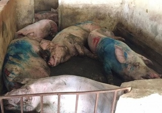 Hà Tĩnh: Lợn bị lở mồm, long móng vẫn được cấp phiếu kiểm dịch